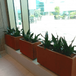 URBANR RETRO GARDEN תמונות אתר מיכלי מתכת שהופכים לאדניות מטריפות מלבן קורטן גבוה או נמוך (3)